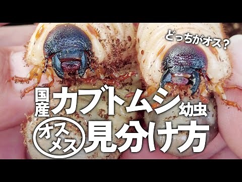 国産カブトムシ幼虫【オス・メス見分け方】より確実に見分ける３つのポイントをご紹介します！飼育が初めての方でも簡単です♪