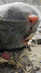 This is a Lesser Blind Mole-Rat. Built to dig. Unbothered by sight or style. #UnusualAnimals | Discvr Blog