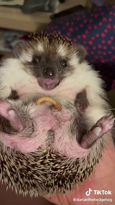Snack before bed 😋 #hedgehog #bestpet #cutehedgehog #besthedgehogever #cute #cutepet #asmr #eat