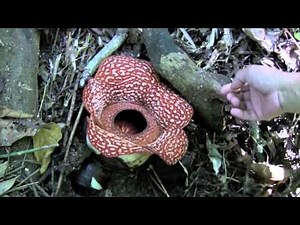Rafflesia philippensis