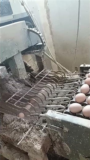 The Transformation of a Century Egg 🥚
