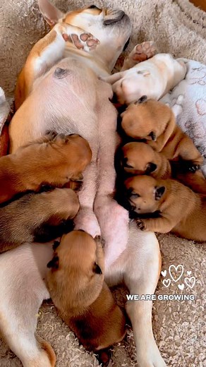 We are growing into some seriously cute and chunky potatoes 🥔💕 #tatertots ❤︎︎❤︎︎❤︎︎❤︎︎❤︎︎❤︎︎❤︎︎❤︎︎❤︎︎❤︎︎❤︎︎❤︎︎❤︎︎❤︎︎❤︎︎ 𝒻ℴ𝓁𝓁ℴ𝓌 𝓊𝓈 @oceancrest_frenchbulldogs #socute #puppylife #puppylove #cutepuppies #ilovemydog #frenchbulndog #frenchie #frenchies #frenchbulldogs #frenchbulldoglife #puppy #puppies #dog #puppygram #oceancrestfrenchies #oceancrestfrenchbulldogs | Oceancrest French Bulldogs Australia