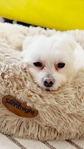 Is your dog feeling anxious? The Silentnight Calming Donut Pet Bed is...