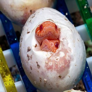 The most beautiful little snakes! | Snake TV