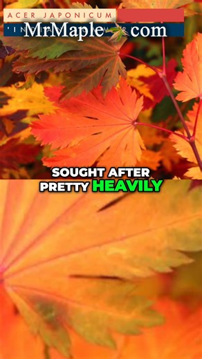 Absolutely LOVE!!!! Acer japonicum 'Indian Summer' 🍁🔥🔥🔥🔥 | MrMaple Show & Podcast
