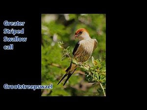 Greater Striped Swallow call