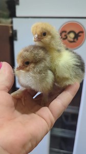 Chicks available. -Buff brahma -buff orpington -lavender marans -bantam ee -lavender orpington -jubilee orpington -Golden laced Wyandotte Most are days old some are a few weeks. | Cajun Creek Farm