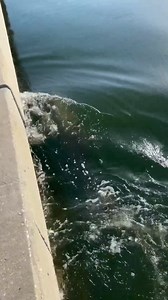 @allisonunderwater_ Ol’ Greg out here filling my cup by just...