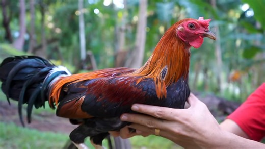 2.9K views · 148 reactions | Twin Brothers Gamefarm on Reels | Facebook