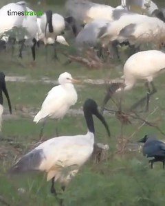 #TamilNadu | A flock of rare Black-Headed Ibis birds sighted recently in the salt pan regions of #Thoothukudi district. With recent rains, water has filled the salt pans, attracting several species of waterbirds in search of food. | TimesTravel