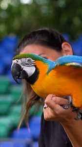 2.8K views · 51 reactions | Shake your tail feathers! 列 #ZooMiami #BlueAndGoldMacaw #Parrots | Zoo Miami | Facebook
