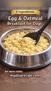 15K views · 141 reactions | 北 Egg & Oatmeal Breakfast for Dogs...