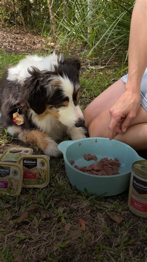Friendlier to older dogs, helps with hydration, and offers more flavour and textures. What's not to love about wet food? 🐶 #BlackHawkPetCare #EveryIngredientMatters | Black Hawk Pet Care