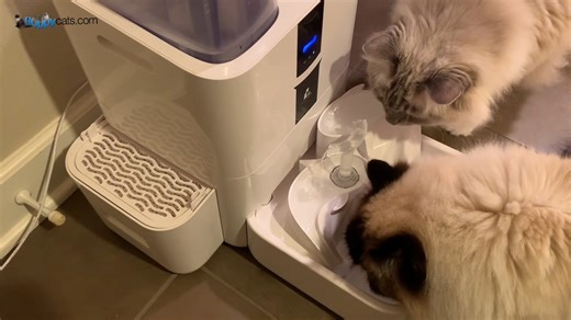 50 reactions | Buy the LALAHOME RealFountain:...