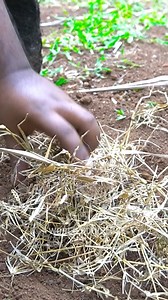 1.3M views · 21K reactions | PARROT FISH FINGERS | Crispy Fish Fingers | WORLD FOOD TUBE | World Food Tube | Facebook