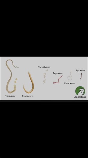 🪱🐔 TYPES OF INTERNAL WORMS IN CHICKENS – KNOW YOUR ENEMY! -Internal parasites are a silent enemy that often go unnoticed until production drops or birds start dying. -Knowing the specific worm types helps you treat more effectively and prevent reinfection. 1️⃣ Roundworms (Ascaridia galli) 📍 Found: Small intestine 🧬 Appearance: Long, white, spaghetti-like worms (can grow up to 10 cm) 🩺 Symptoms: -Poor growth in young birds -Weight loss despite eating -Worms visible in droppings -Drop in egg 