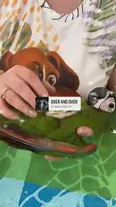 "Adorable moment at home!  Our mini Macaw Severe, with its vibrant feathers and playful personality, is having a blast with its owner. From hide-and-seek games to fun pecking, every moment is an adventure filled with laughter and love. There's nothing like sharing joyful moments with our pets! #FeatheredLove #FunMoments #MiniMacawSevere 列" | XM PETS | Facebook