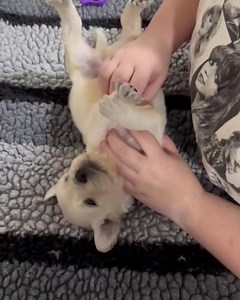 Early Neurological Stimulation or ENS is such an important step in the growing process for puppies. It is important to introduce things that could be stressful in the future, as early as possible. #englishcreampuppies #syrahgoldens #englishcreampuppiesgeorgia #englishcreamgoldenretrieverpuppies #SyrahGoldens #cutenessoverload #cutepuppy | Syrah Goldens - The Golden Connection