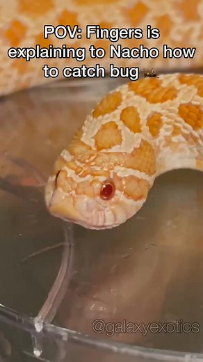 Catching bug requires very scientific calculations 🦗🟰✅ #tomatofrog #reptile #snake #westernhognose #hognose #frog | Turner Scarlett