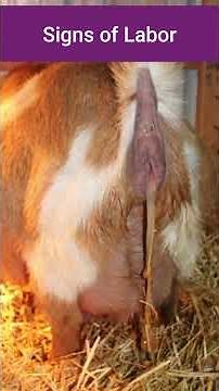 Decoding Goat Labor: The Dropped Belly and Mucus You Can't Miss
