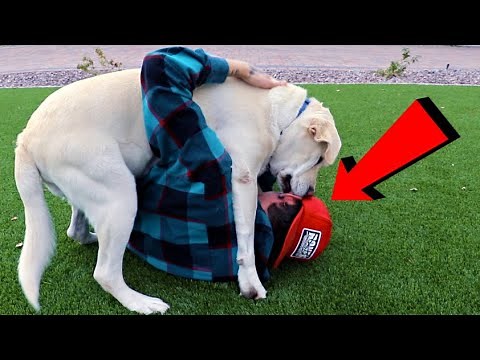 LABRADOR ATTACKS ME WITH KISSES!