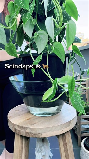 Balcony Plant Watering Games