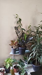 #Chegou a hora de tirar as plantas de dentro de casa | Maria Ilza de Jesus | Facebook