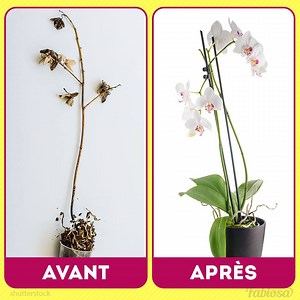 Des conseils efficaces pour prendre soin des orchidées. | Femme Heureuse