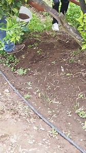 Forma de aplicación de Fertilizante DELANYA a cítricos. | Delanya Agroecologica