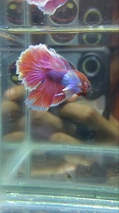 Pink Salamander Dumbo Ear Halfmoon 😻😻 | Betta Fish Lovers Cebu Ph