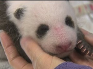 Baby panda cub gets health check in San Diego Zoo