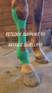 8K views · 68 reactions | While working a barrel race, thus mare suddenly had fetlock swelling with no known injury. I provided cold laser and Kinesiotaping support to improve comfort and reduce swelling while awaiting a vet appointment. #whitehorsebodywork #equinebodyworker #kinesiotaping #equine #horse | White Horse Bodywork | Facebook