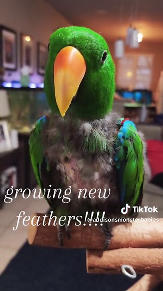 MonsterBabies on TikTok