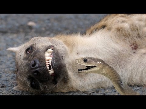 When The Black Mamba Bites The Hyena