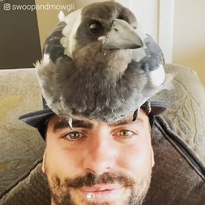 841K views · 53K reactions | Unlikely friendship that will melt your heart! Thanks for sharing your story SwoopandMowgli | Power of Positivity | Facebook