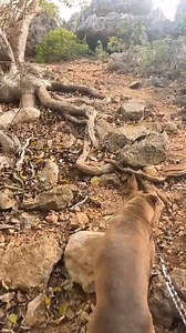 The morning walk. Part 2 . From the beach through the caves to the ridge. Lucy the Pitty leads the way. | Barbuda