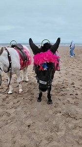 11K views · 186 reactions | Donkeys on Blackpool Beach today #donkeys #donkey #donkeysoftiktok #blackpool #beach #donkeyrides #donkeytube #fypdonkey #seaside #seasidebeach #england #visitengland #cuteanimals #reelsvideoシ #donkeyreels | Myers Family Vlogs | Facebook