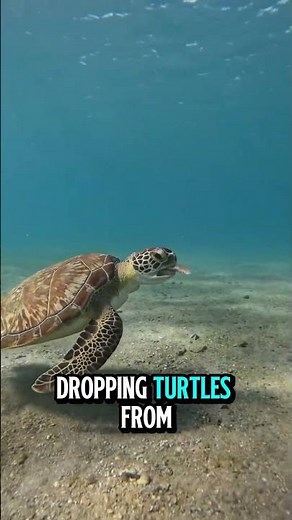 Can Crocodiles Really Break a Turtle’s Shell?