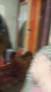 508K views · 9.6K reactions | সবার শেষে বেটার বউ এর দোষ হয় 凉#tredinh #StarSender #sujatamahato #treding #village #vlog | Sujata Mahato | Facebook