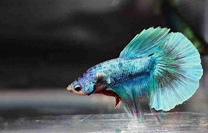 Why Is My Betta Fish Not Moving? Common Reasons & Solutions
