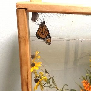 Watch this monarch butterfly emerge from its chrysalis! One second there is a small dark chrysalis and the next, a beautiful monarch butterfly clings to its pupal case. Almost like a magic trick! Emerging monarchs need time to expand and air dry their wings before being able to take flight. Once they open their wings, it is easy to tell males from females. Male monarch butterflies have a small black spot on the top surface of each hind wing. What signs of early fall do you see? Visit us for a hi