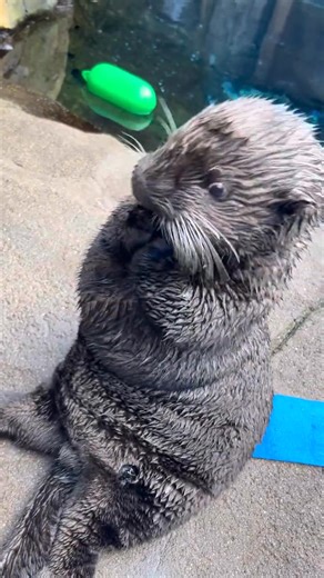 Put your paw up if you’re excited for Beastly Bash! This year, join the Minnesota Zoo Foundation on Friday, September 19 for an evening at the Zoo unlike any other. Enjoy delicious food and drink, try your hand at a round of giant foosball or mini golf, channel your inner zookeeper and create special enrichment items for Zoo animals, and visit a few of the Zoo’s most iconic rescues (hint, one of them maaaay be in this video)! All ticket sales benefit the Minnesota Zoo’s wildlife-saving efforts. 