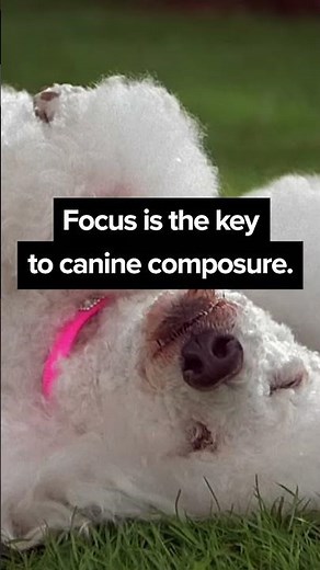 "Was that a ball? - Good Boy! (2003)