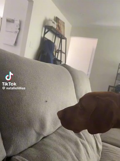 1.7K views · 54 reactions | Introducing the Vizsla Fly Hunter 練! Watch the action-packed video now and be amazed by this agile pup's skills. Share the excitement with your friends! #Vizsla #flyhunter | Jelena Dog Shows | Facebook