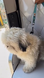 So cute 🥰😍😘 | Shihtzu