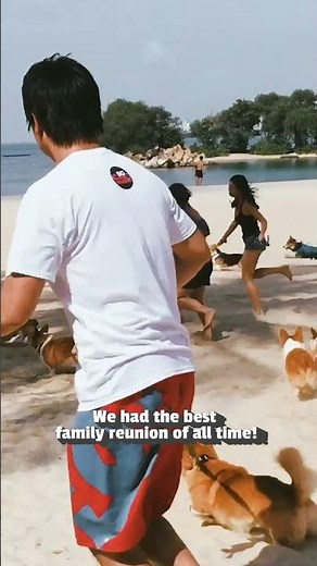 Best Summer Pet Videos!