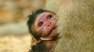 Tara Newborn Baby Monkey Is So Cute And Chubby #taramonkey #NewbornBabyMonkey | Animals Shelter