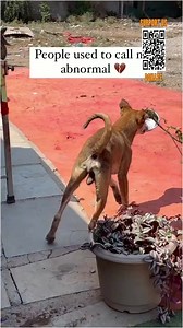 22K views · 3K reactions | Jack a cute young adult dog had come to us with pa. | Cartoons Family Diana And Roma | Facebook