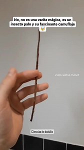 Este insecto palo pertenece específicamente a la especie Carausius morosus. Los insectos palo, también conocidos como fasmidos, son criaturas fascinantes que se destacan por su extraordinaria capacidad para camuflarse en su entorno. Estos insectos pertenecen al orden Phasmatodea y se caracterizan por su forma alargada y delgada, que les permite mimetizarse perfectamente con las ramas y hojas de los árboles y arbustos donde viven. 🎥: Wietse Chanet/Jukin Media #nature #biology #animals #earth #in