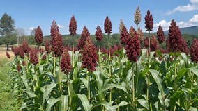 Field-ripened Red Sorghum, Generative AI Stock Footage - Video of agriculture, crop: 429148686